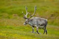 Reindeer, Rangifer tarandus, with massive antlers in the green grass, Svalbard, Norway