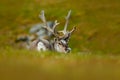 Reindeer, Rangifer tarandus, with massive antlers in the green grass, Svalbard, Norway. Wildlife scene from nature. Animal from No Royalty Free Stock Photo