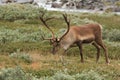 Reindeer Royalty Free Stock Photo