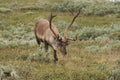 Reindeer Royalty Free Stock Photo