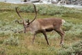 Reindeer Royalty Free Stock Photo