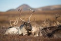 Reindeer (Rangifer tarandus). Reindeer female resting in the tundra. Royalty Free Stock Photo