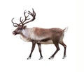 The reindeer Rangifer tarandus Royalty Free Stock Photo