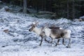 Reindeer / Rangifer tarandus in winter forest