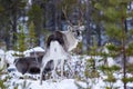 Reindeer / Rangifer tarandus in winter forest Royalty Free Stock Photo