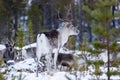 Reindeer / Rangifer tarandus in winter forest Royalty Free Stock Photo