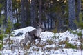 Reindeer / Rangifer tarandus in winter forest Royalty Free Stock Photo