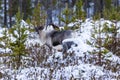 Reindeer / Rangifer tarandus in winter forest Royalty Free Stock Photo