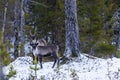 Reindeer / Rangifer tarandus in winter forest Royalty Free Stock Photo