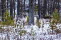 Reindeer / Rangifer tarandus in winter forest Royalty Free Stock Photo