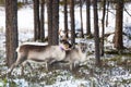 Reindeer / Rangifer tarandus in winter forest Royalty Free Stock Photo