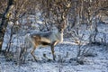 Reindeer / Rangifer tarandus in winter forest Royalty Free Stock Photo