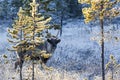 Reindeer / Rangifer tarandus in winter forest Royalty Free Stock Photo