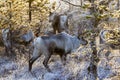 Reindeer / Rangifer tarandus in winter forest Royalty Free Stock Photo