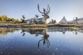 Reindeer Reflection Royalty Free Stock Photo