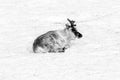 Reindeer relaxing in a snowfield in Spitsbergen, Norway