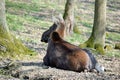 Reindeer Resting in Forest Rangifer Tarandus Fennicus Royalty Free Stock Photo