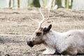 Reindeer resting Royalty Free Stock Photo