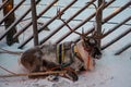 Reindeer resting after a sleigh ride in Finland Royalty Free Stock Photo