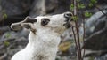 A reindeer resting from walking across the mountains Royalty Free Stock Photo