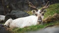 A reindeer resting from walking across the mountains Royalty Free Stock Photo