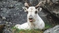 A reindeer resting from walking across the mountains Royalty Free Stock Photo