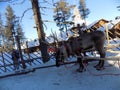 Reindeer rests in a snail between two runs