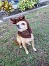 Reindeer Ricky Poses 1 Royalty Free Stock Photo