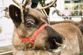 Reindeer