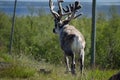 Reindeer in rural enviroment