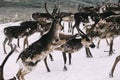 Reindeer`s Fighting on a snow patch in the mountains Royalty Free Stock Photo