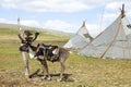 Saddled Reindeer and tepees in northern Mongolia Royalty Free Stock Photo