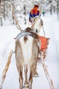 Reindeer safari