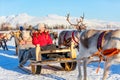 Reindeer safari Royalty Free Stock Photo