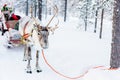 Reindeer safari in Finnish forest