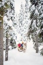 Reindeer safari in Lapland Royalty Free Stock Photo