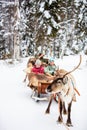 Reindeer safari in Lapland Royalty Free Stock Photo