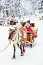 Reindeer safari in Lapland Royalty Free Stock Photo