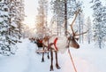 Reindeer safari Royalty Free Stock Photo