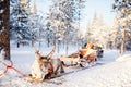 Reindeer safari Royalty Free Stock Photo