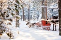 Reindeer safari