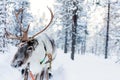 Reindeer safari on winter day Royalty Free Stock Photo