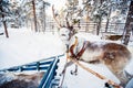 Reindeer safari