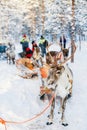 Reindeer safari Royalty Free Stock Photo