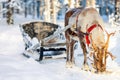 Reindeer safari Royalty Free Stock Photo