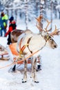 Reindeer safari Royalty Free Stock Photo