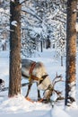 Reindeer safari Royalty Free Stock Photo