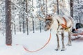 Reindeer safari Royalty Free Stock Photo