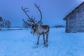 Reindeer in Sami Camp, Sweden Royalty Free Stock Photo