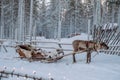 Reindeer at the Santa Claus village in Lapland Royalty Free Stock Photo